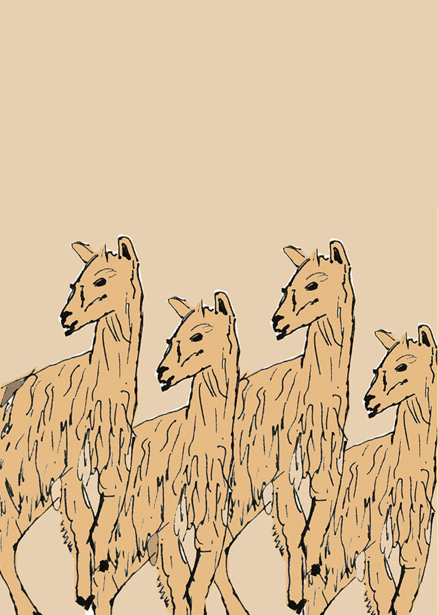 6_alpaca_ameliagoss