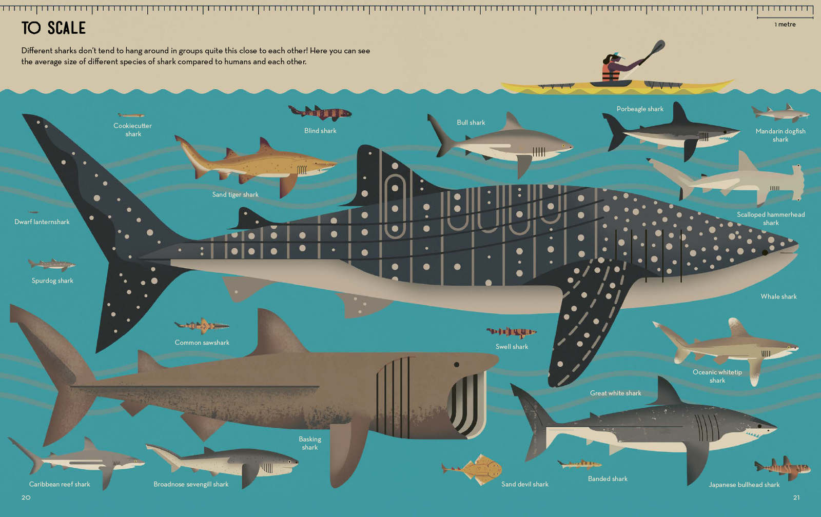 11-Smart-About-Sharks-Owen-Davey-Whale-Kayak-Scale_1600_c