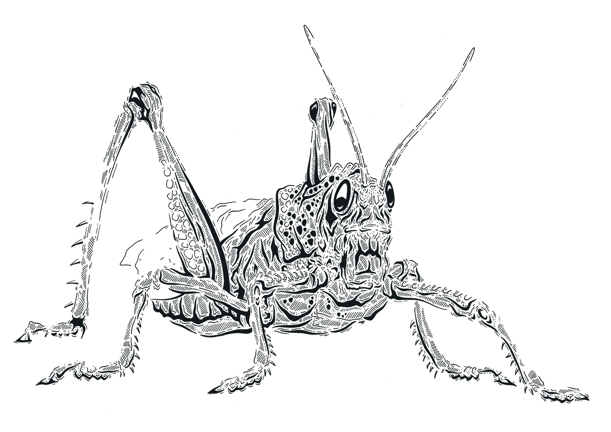 thomas_weirich_locust1