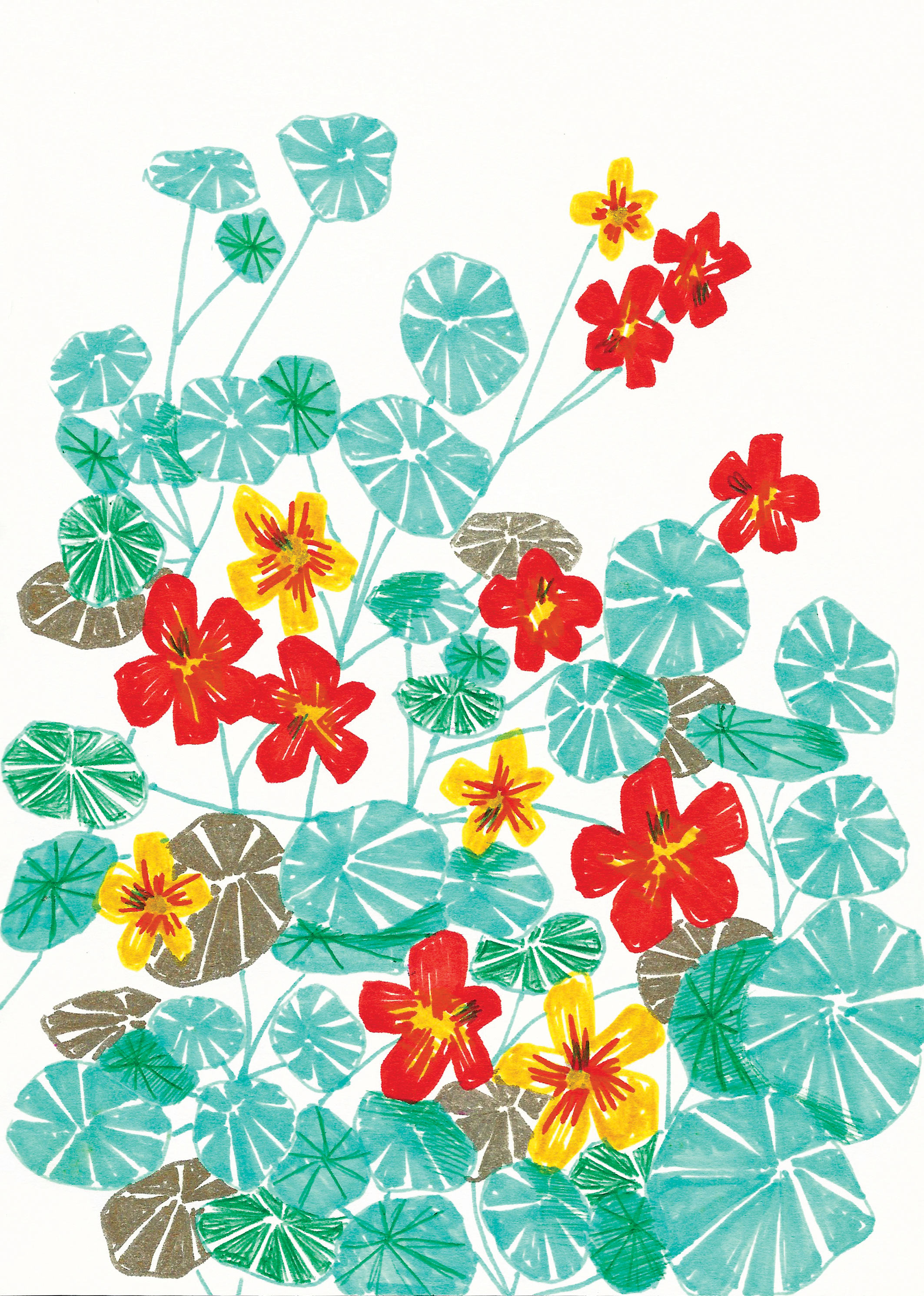 Lee-Foster-Wilson-Nasturtiums