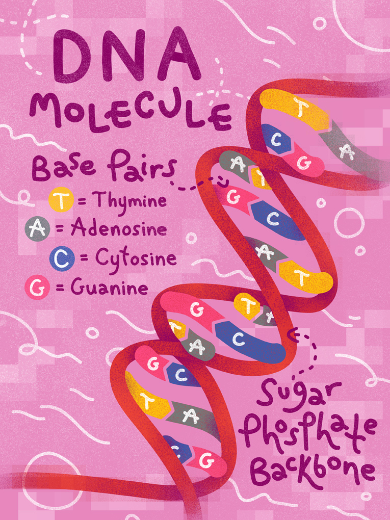 DNA Molecule