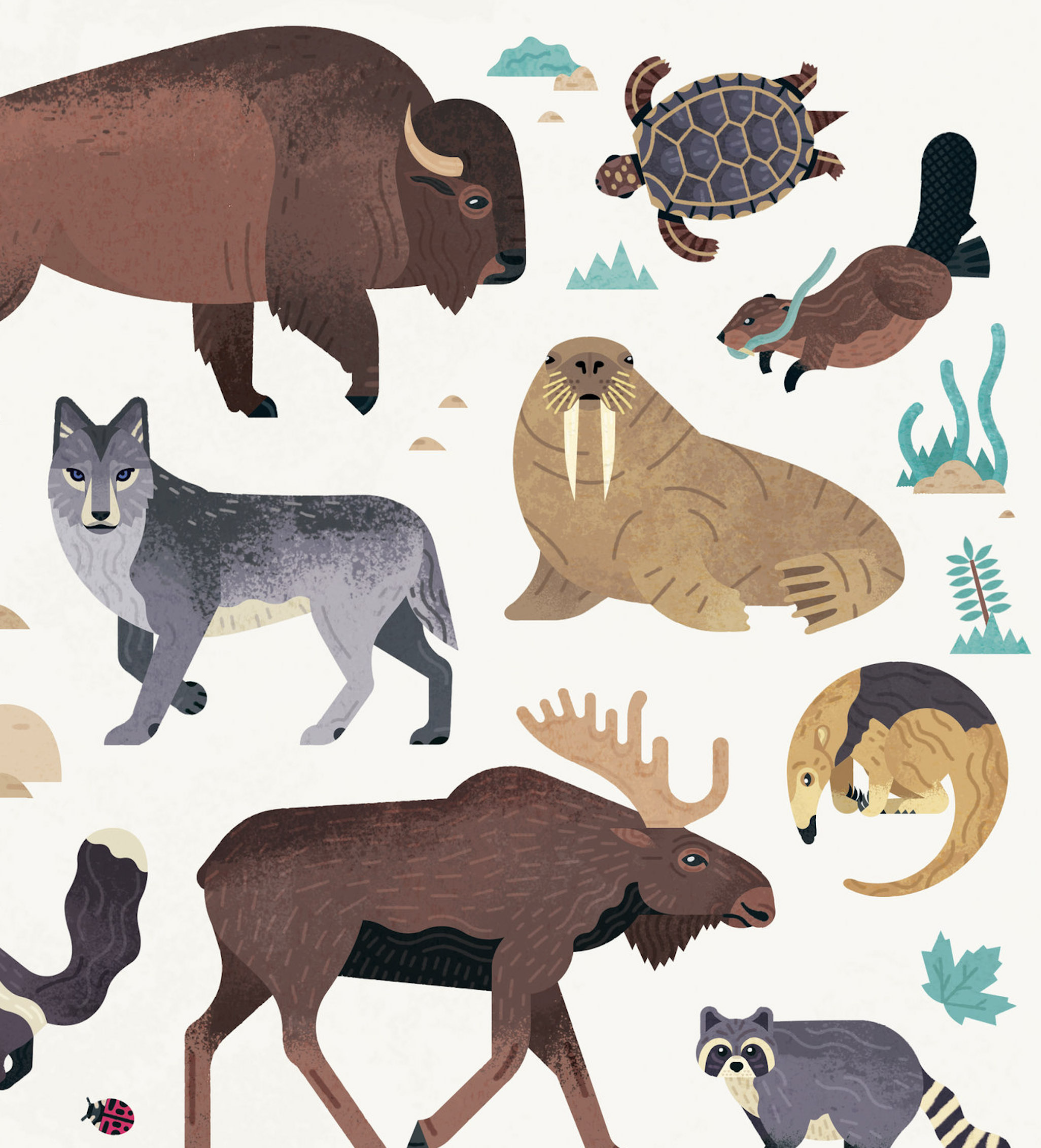 North American Animals 1