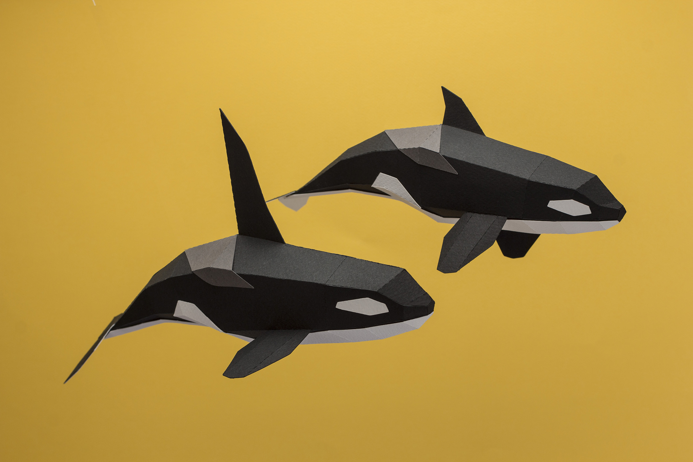 orcas