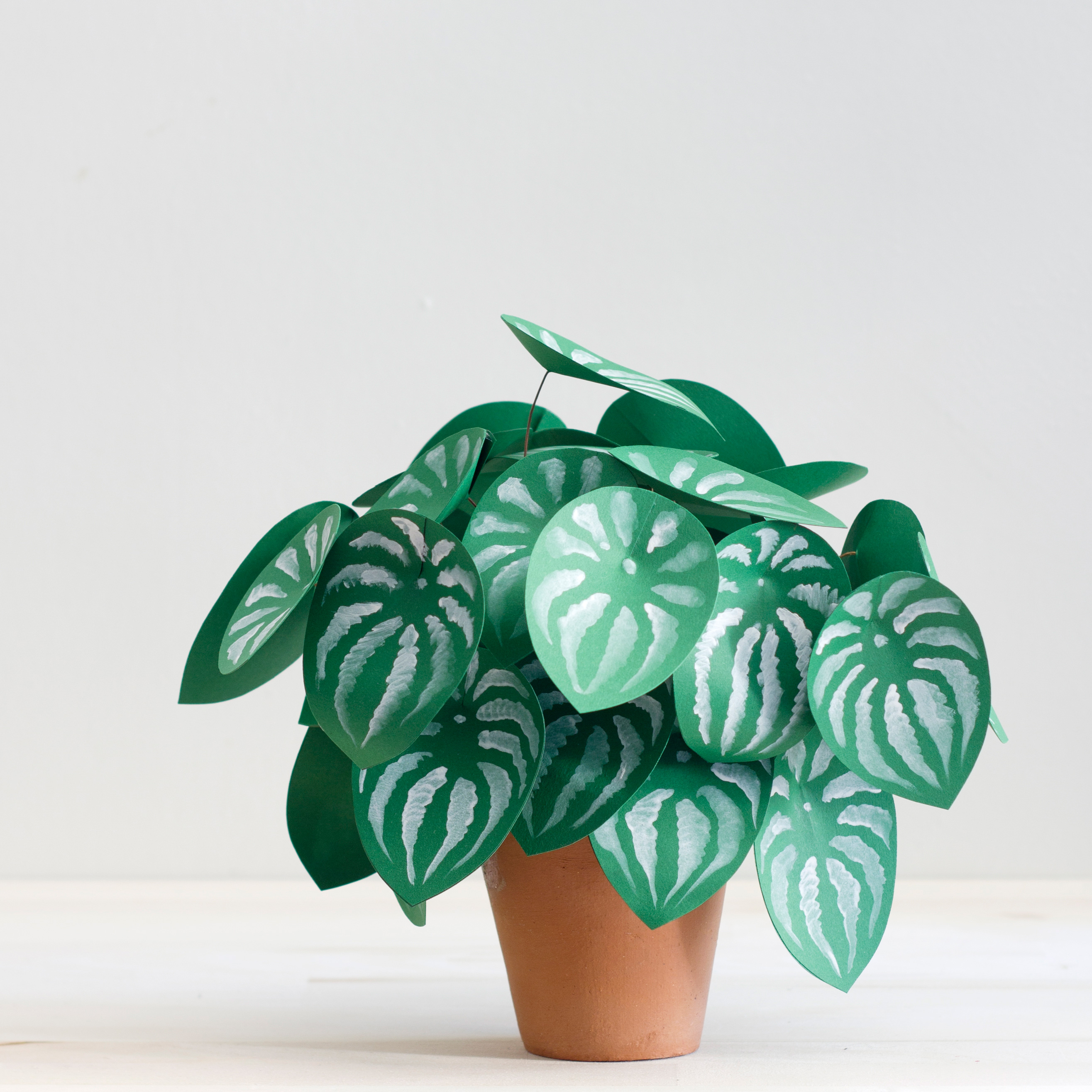 Corrie_Beth_Hogg_paper_plant_watermelon_perperomia2