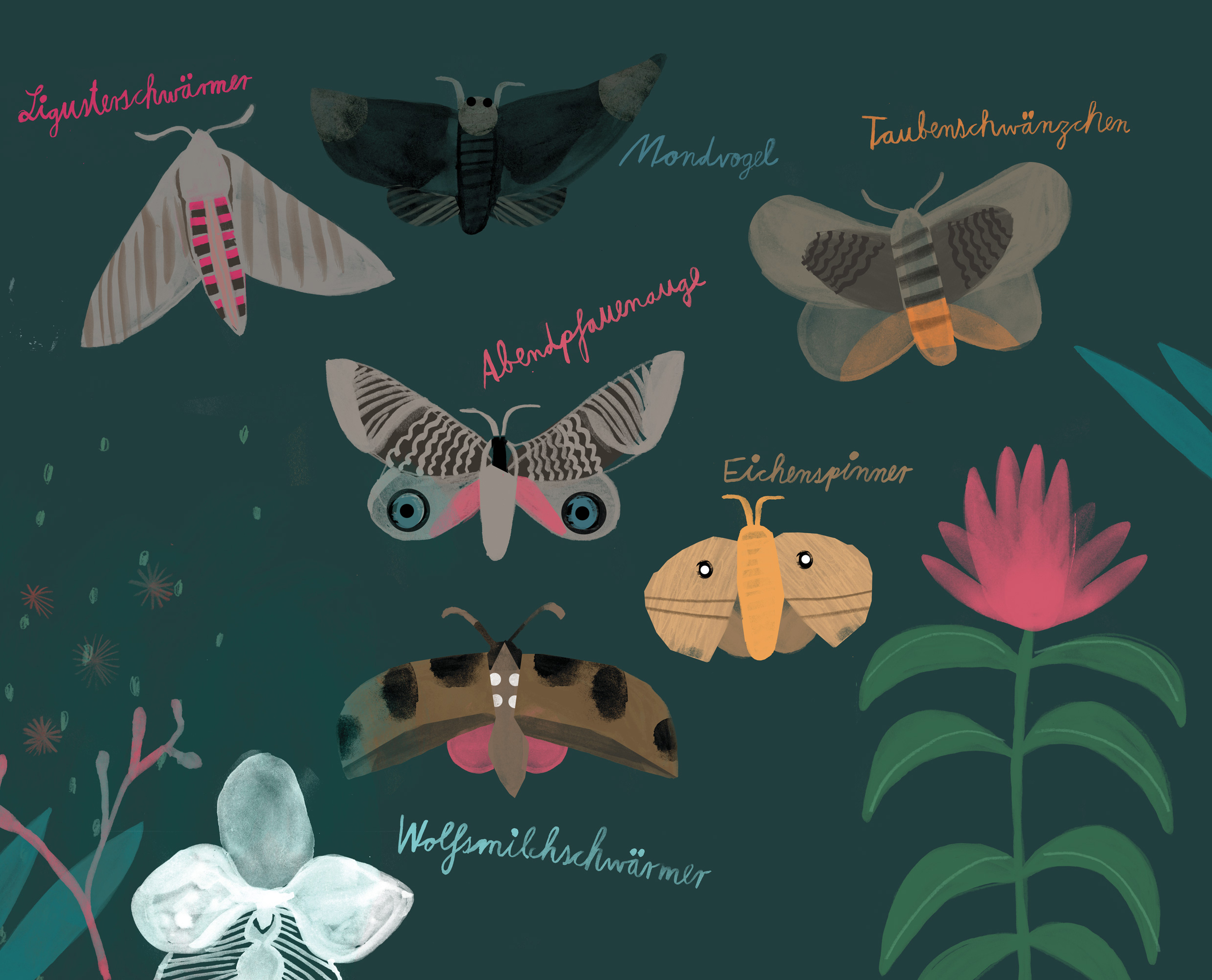 mareike_hawk-moths